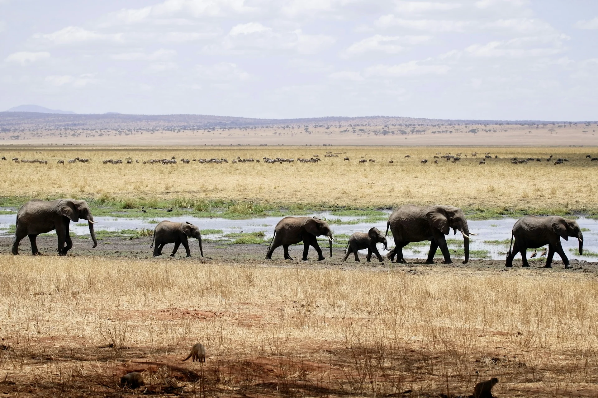 A family of elephants crossing the savanna in Tarangire National Park, Tanzania